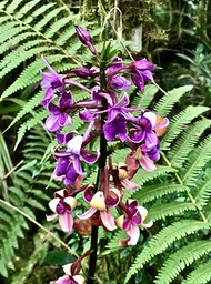 Calanthe sylvatica .orchidaceae.indigène Réunion.IMG_5539