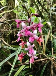 Calanthe sylvatica .orchidacée.indigène Réunion .IMG_5531