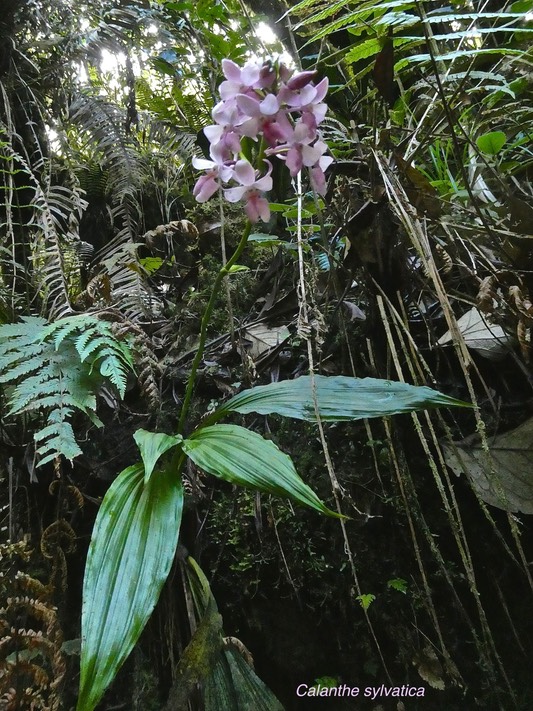 Calanthe sylvatica .orchidaceae.indigène Réunion P1004209