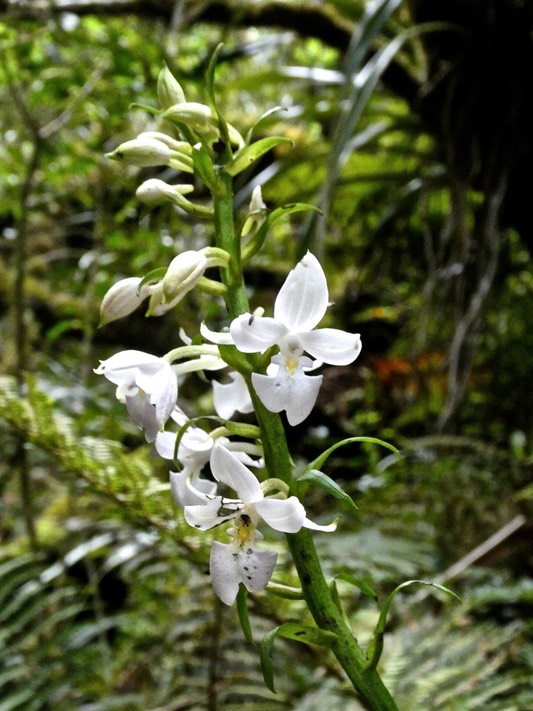 Calanthe sylvatica .variante blanche.orchidaceae.indigène Réunion.P1004314