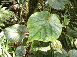 Dombeya pilosa .mahot blanc .malvaceae.endémique Réunion .P1004872