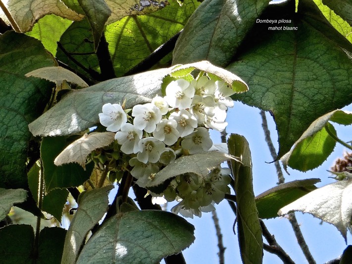 Dombeya pilosa .mahot blanc. malvaceae.endémique Réunion .P1004867