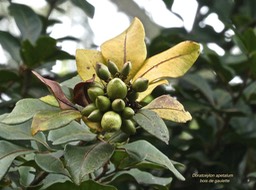 Doratoxylon apetalum.bois de gaulette .sapindaceae.indigène Réunion.P1004386