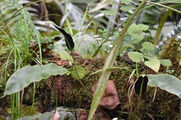 Elaphoglossum macropodium - DRYOPTERIDACEAE - Indigène Réunion, Maurice