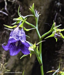 Heterochaenia borbonica .campanulaceae.endémique Réunion .P1004273