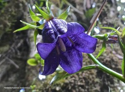 Heterochaenia borbonica .campanulaceae.endémique Réunion.P1004286