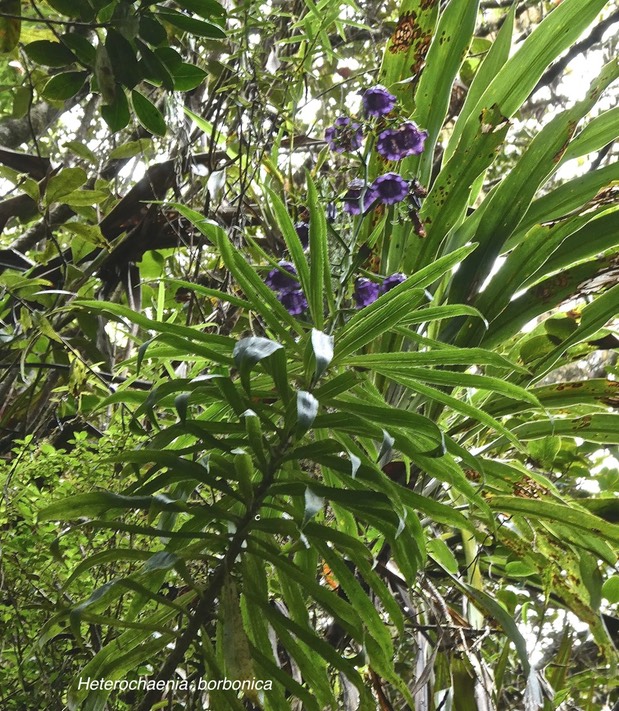 Heterochaenia borbonica .campanulaceae.endémique Réunion.P1004813