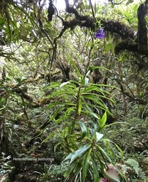 Heterochaenia borbonica.campanulaceae.endémique Réunion.P1004297