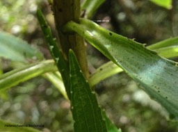 Heterochaenia borbonica.campanulaceae.endémique Réunion.P1004290