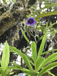 Heterochaenia borbonica.campanulaceae.endémique Réunion.P1004345