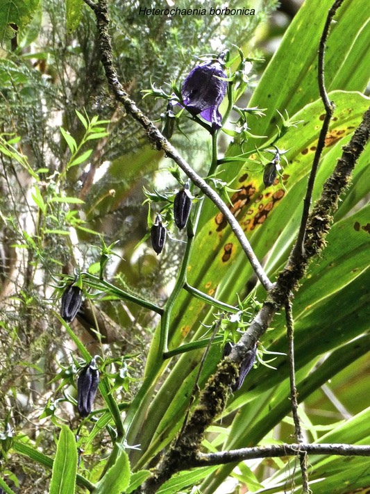 Heterochaenia borbonica.campanulaceae.endémique Réunion.P1004334