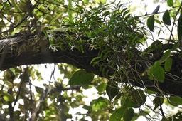 Jumellea rossii - Faham - EPIDENDROIDEAE - Indigène Réunion
