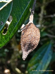Trochetia granulata. boucle d'oreille. (fruit )malvaceae.endémique Réunion .P1004108