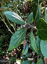Trochetia granulata .boucle d'oreille .Malvaceae. endémiique Réunion.P1004105
