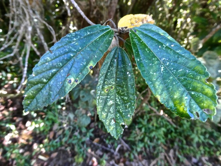 Trochetia granulata .boucle d'oreille .malvaceae.endémique Réunion.P1004098