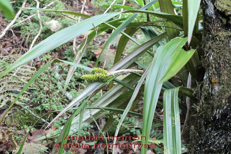 Au- Ananas marron - Astelia hemichrysa - Liliace- M