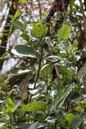 Au- Bois de piment ou Bois de rat - Geniostoma borbonicum - Loganiace - M