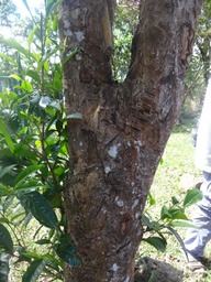 DSC03452 camellia sinensis Thier
