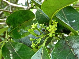 Cassine orientalis . Bois rouge . celastraceae . endémique Mascareignes P1490502