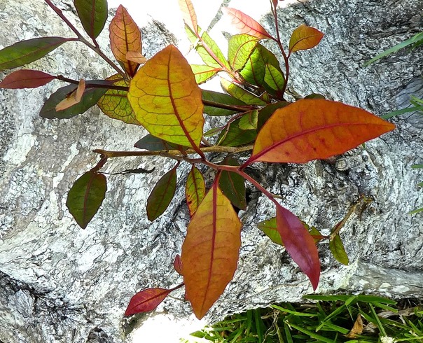 feuilles juveniles de corce blanc . Homalium paniculatum P1490469