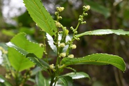 Fleurs mâles Grois Bois d'oiseaux - Claoxylon glandulosum - EUPHORBIACEAE - Endémique Réunion