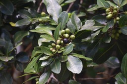 Fruits Bois de Gaulette - Doratoxylon apetalum - SAPINDACEAE - Indigène Réunion