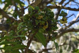 Fruits Tan Georges - Molinea alternifolia - SAPINDACEAE - Endémique Réunion, Maurice