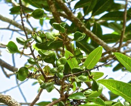 fruits verts de Tan Georges . Molinea alternifolia P1490489