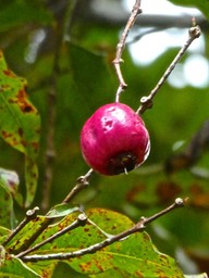 Pomme de Syzygium cymosum . bois de pomme rouge P1490546
