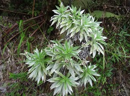 Velours blanc - Helichrysum heliotropifolium - ASTERACEAE - Endémique Réunion