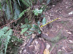 10 Antrophyum giganteum - Langue de boeuf - Pteridaceae - Tanzanie, Madagascar, Comores, La Réunion, île Maurice