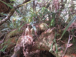 16 Huperzia ophioglossoides (Lam.) Rothm. - Fougère épaulette - Lycopodiaceae - Indigène Réunion