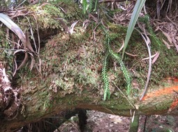 17 Huperzia ophioglossoides (Lam.) Rothm. - Fougère épaulette - Lycopodiaceae - Indigène Réunion