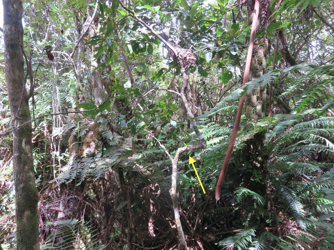 5 Petite orchidée sur Antidesma madagascariense - Bois de cabri (blanc) - Euphorbiaceae -    Madagascar. Comores. La Réunion. Maurice