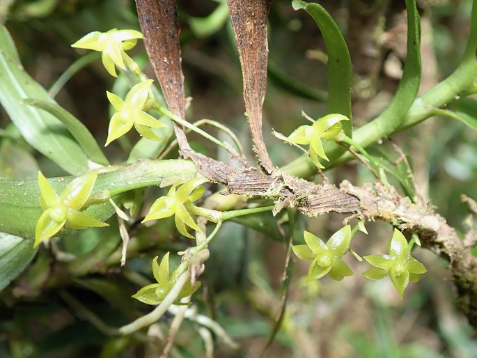 Angraecum costatum (2)
