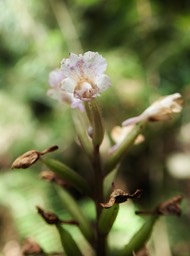 fin de floraison de Cynorkis squamosa (3)