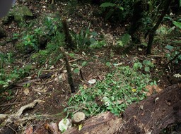 lutte contre la jouvence et plantation de mahots