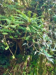 10a. Phyllanthus consanguineus -  Bois de jolie fille . Bois de négresse . Faux bois de demoiselle - euphorbiaceae  - Endémique de la Réunion