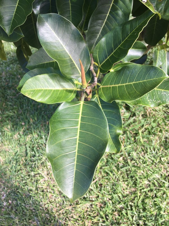 13. Ficus rubra - Affouche à grandes feuilles - Moraceae