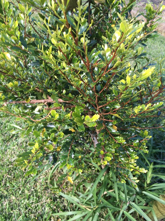 14. Turraea thouarsiana - Bois de quivi - Meliaceae - endémique B M