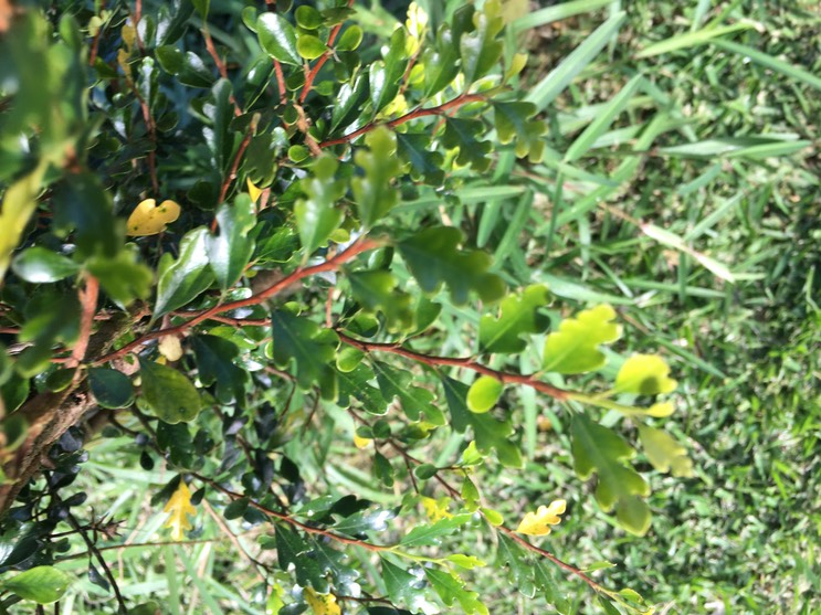 15. Turraea thouarsiana - Bois de quivi - Meliaceae - endémique B M