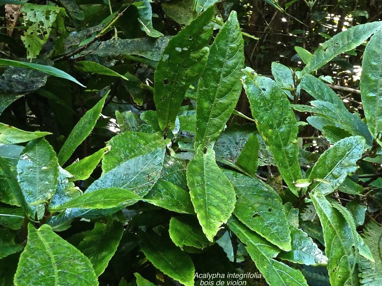 Acalypha integrifolia.bois de violon .euphorbiaceae. indigène Réunion.P1014293