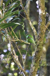 Beclardia macrostachya - EPIDENDROIDEAE - Indigène Réunion