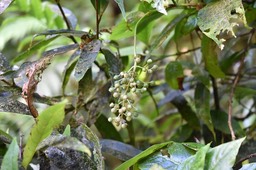 Bertiera borbonica - Bois de raisin - RUBIACEAE - Endémique Réunion - MB2_2081