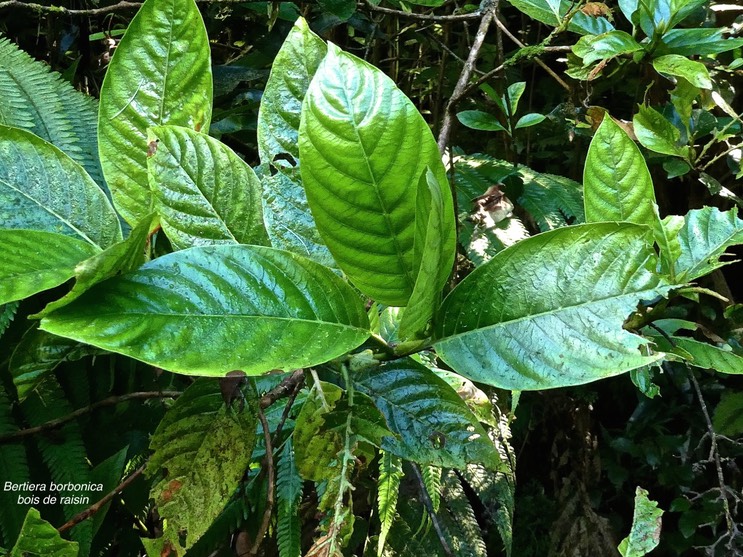 Bertiera borbonica. bois de raisin.rubiaceae.endémique Réunion.P1014288