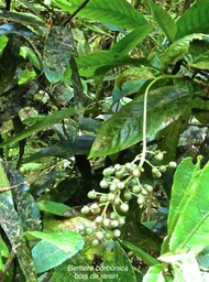 Bertiera borbonica.bois de raisin .rubiaceae.endémique Réunion.P1014292