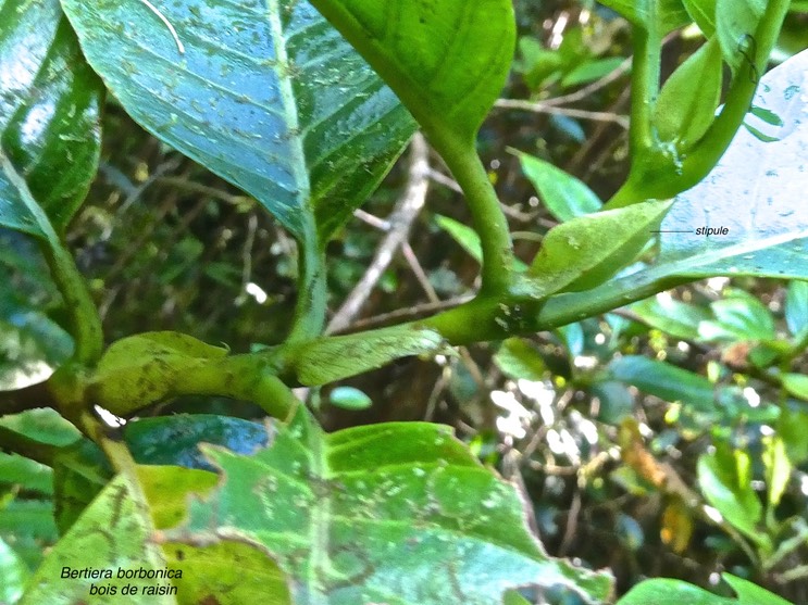 Bertiera borbonica.bois de raisin rubiaceae.endémique Réunion.P1014287