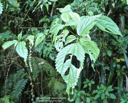 Boehmeria macrophylla.bois de source noir. urticaceae.P1014247