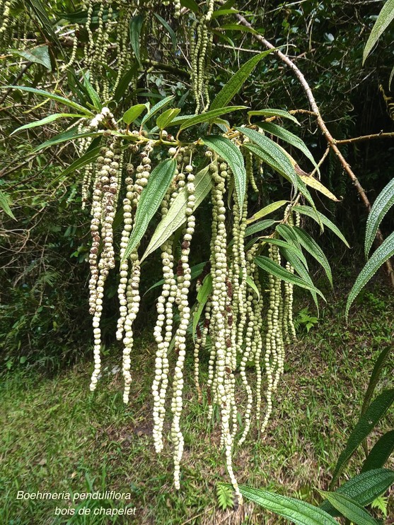 Boehmeria penduliflora. bois de chapelet.urticaceae.espèce envahissante.P1014331