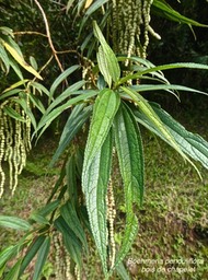 Boehmeria penduliflora .urticaceae.espèce envahissante.P1014332
